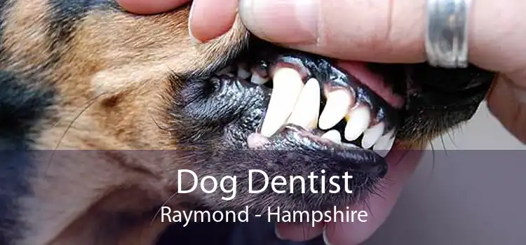 Dog Dentist Raymond - Hampshire