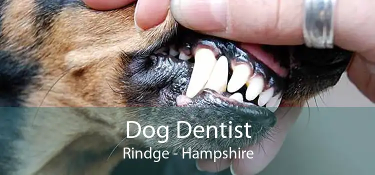 Dog Dentist Rindge - Hampshire