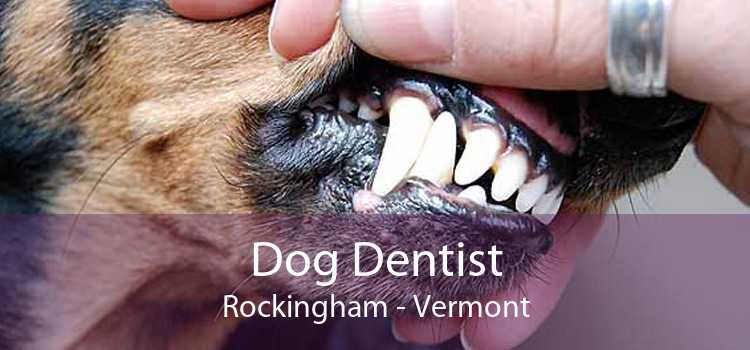 Dog Dentist Rockingham - Vermont