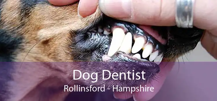 Dog Dentist Rollinsford - Hampshire