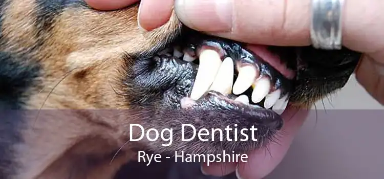 Dog Dentist Rye - Hampshire