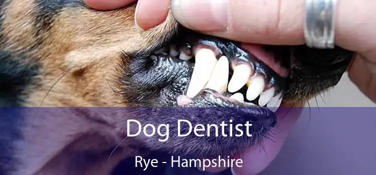 Dog Dentist Rye - Hampshire