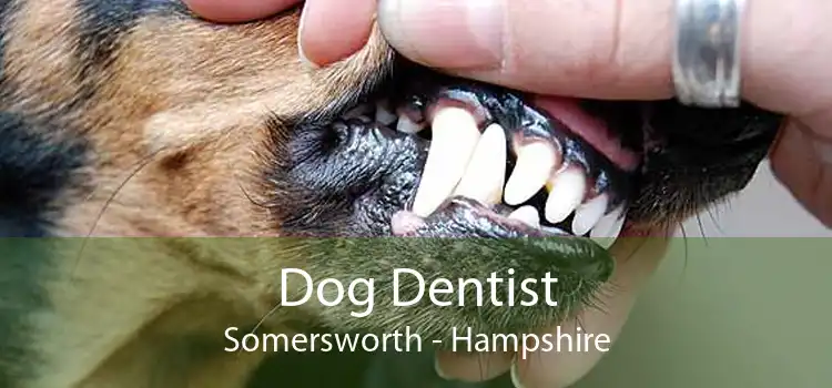 Dog Dentist Somersworth - Hampshire