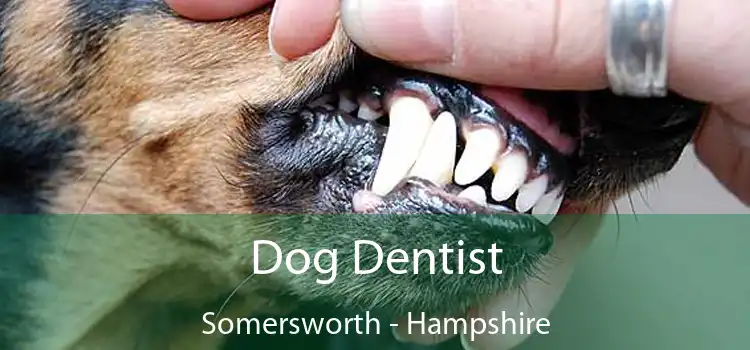 Dog Dentist Somersworth - Hampshire