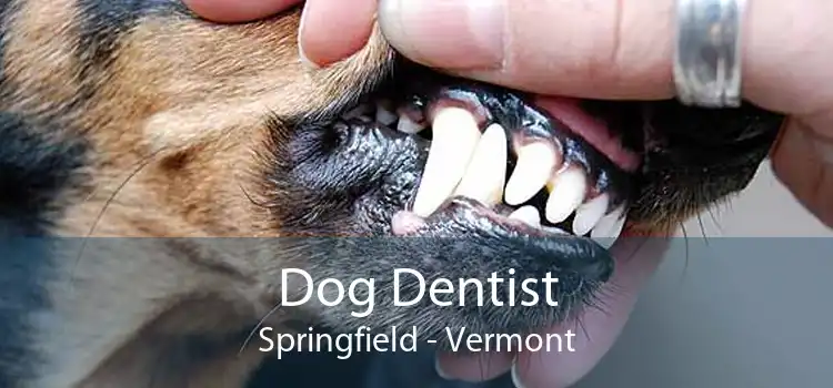 Dog Dentist Springfield - Vermont