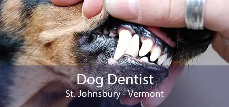 Dog Dentist St. Johnsbury - Vermont