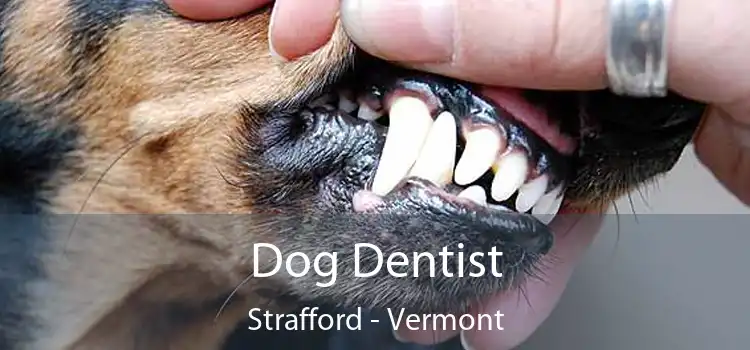 Dog Dentist Strafford - Vermont