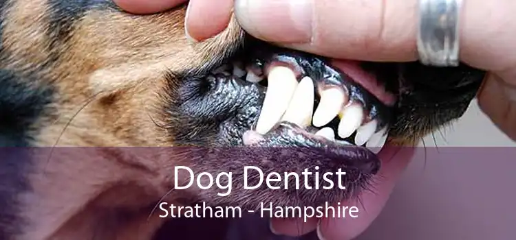 Dog Dentist Stratham - Hampshire