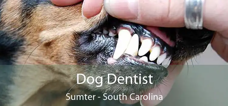 Dog Dentist Sumter - South Carolina