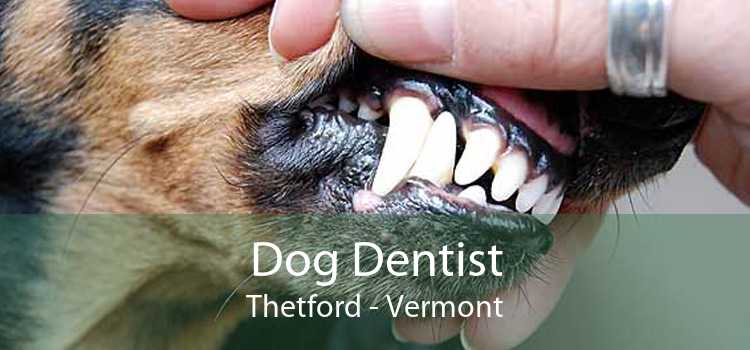 Dog Dentist Thetford - Vermont