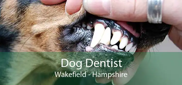 Dog Dentist Wakefield - Hampshire