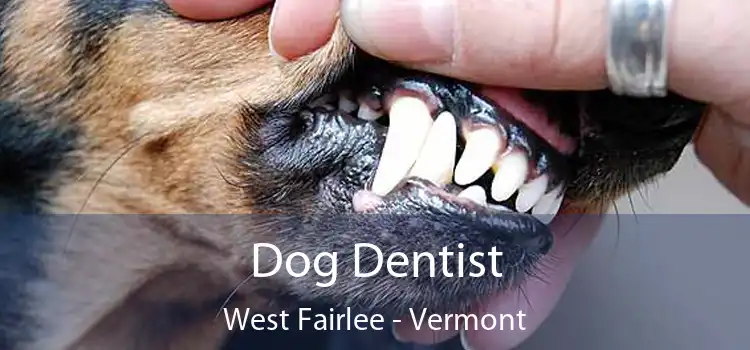 Dog Dentist West Fairlee - Vermont