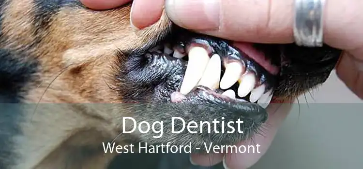 Dog Dentist West Hartford - Vermont
