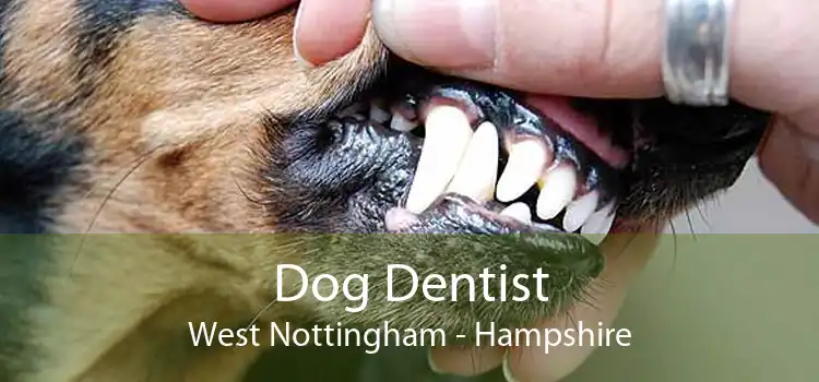 Dog Dentist West Nottingham - Hampshire