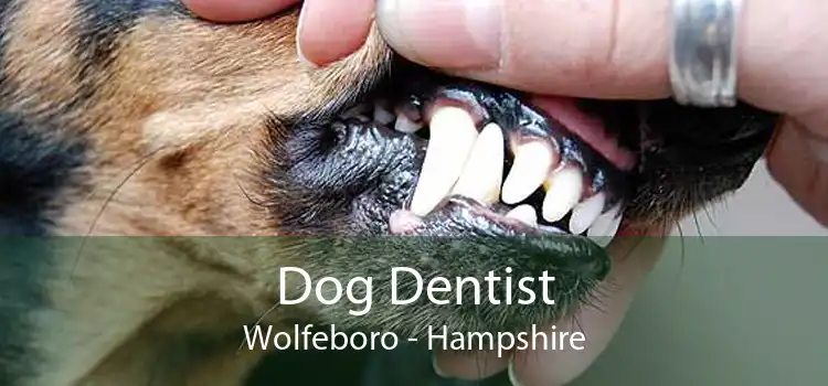 Dog Dentist Wolfeboro - Hampshire