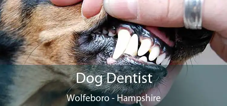 Dog Dentist Wolfeboro - Hampshire