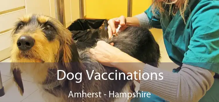 Dog Vaccinations Amherst - Hampshire