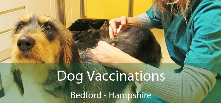 Dog Vaccinations Bedford - Hampshire