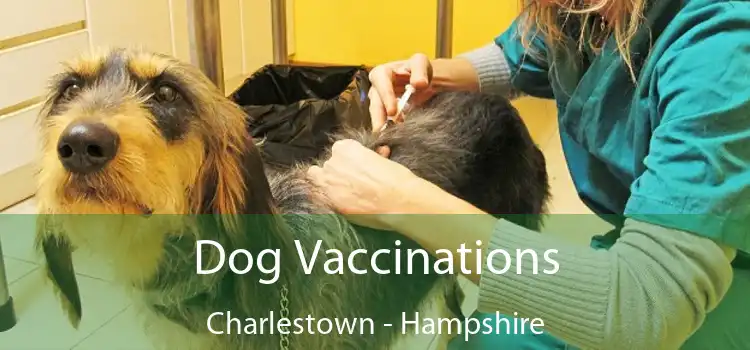 Dog Vaccinations Charlestown - Hampshire