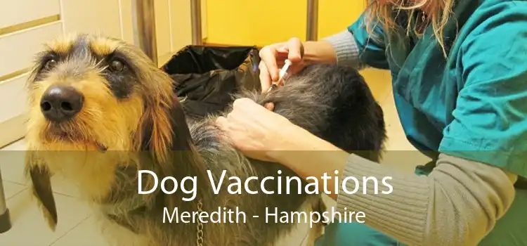 Dog Vaccinations Meredith - Hampshire