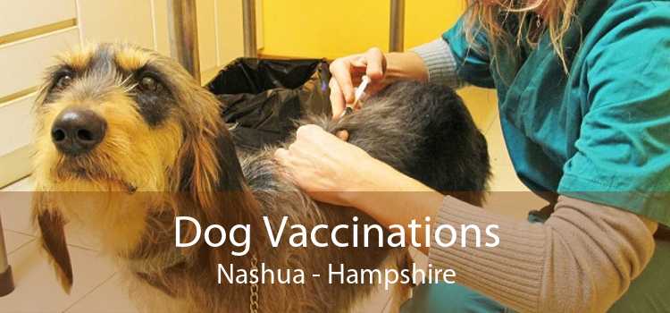 Dog Vaccinations Nashua - Hampshire