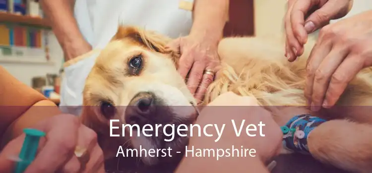 Emergency Vet Amherst - Hampshire