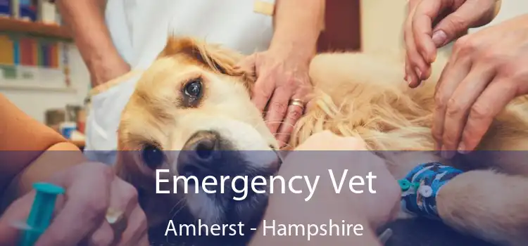 Emergency Vet Amherst - Hampshire