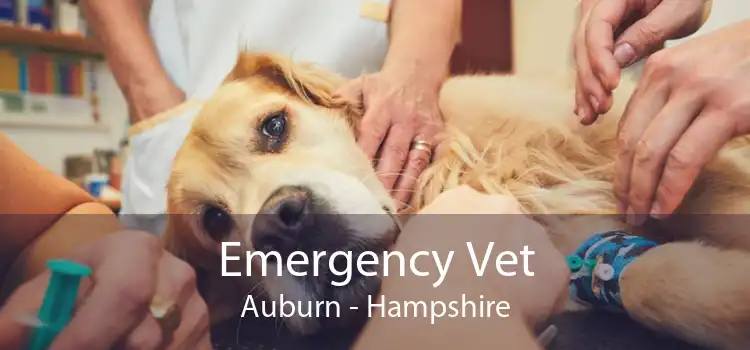 Emergency Vet Auburn - Hampshire