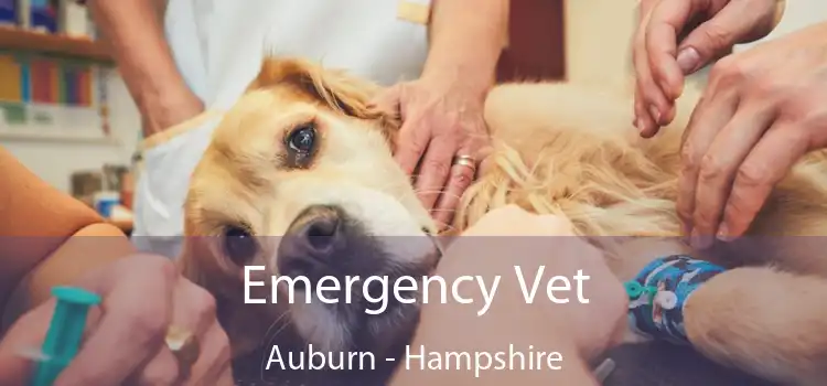 Emergency Vet Auburn - Hampshire