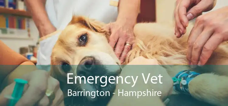 Emergency Vet Barrington - Hampshire