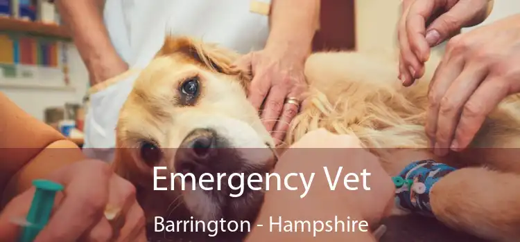 Emergency Vet Barrington - Hampshire