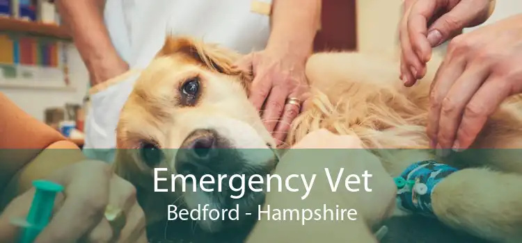 Emergency Vet Bedford - Hampshire