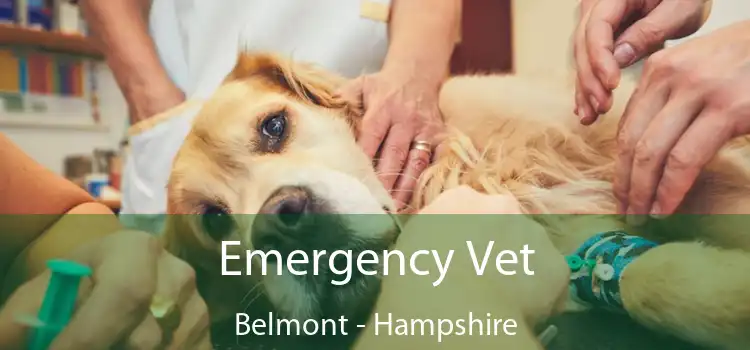 Emergency Vet Belmont - Hampshire