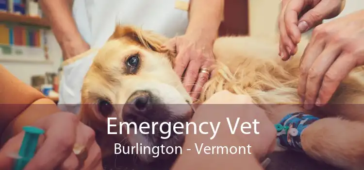 Emergency Vet Burlington - Vermont