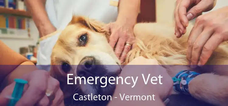 Emergency Vet Castleton - Vermont