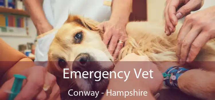 Emergency Vet Conway - Hampshire