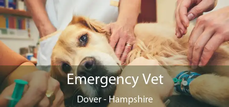 Emergency Vet Dover - Hampshire