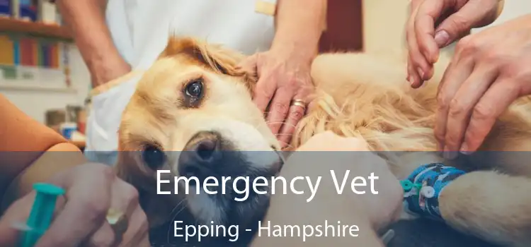 Emergency Vet Epping - Hampshire