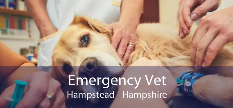 Emergency Vet Hampstead - Hampshire
