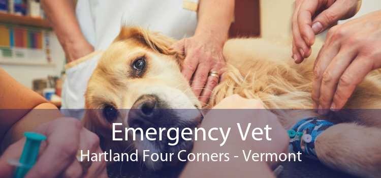 Emergency Vet Hartland Four Corners - Vermont