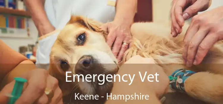 Emergency Vet Keene - Hampshire