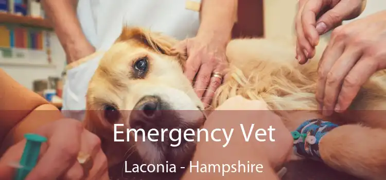 Emergency Vet Laconia - Hampshire