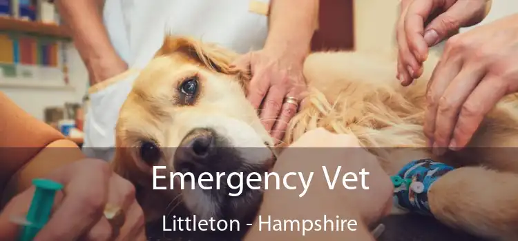 Emergency Vet Littleton - Hampshire