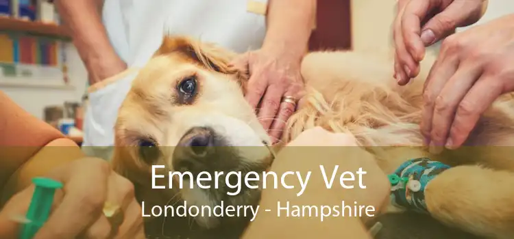 Emergency Vet Londonderry - Hampshire