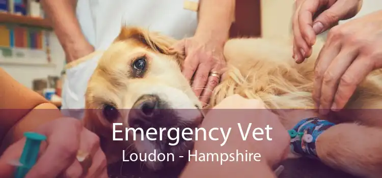 Emergency Vet Loudon - Hampshire