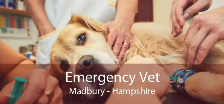Emergency Vet Madbury - Hampshire