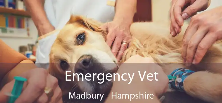 Emergency Vet Madbury - Hampshire