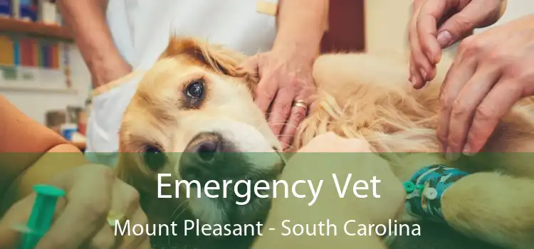 Emergency Vet Mount Pleasant - South Carolina