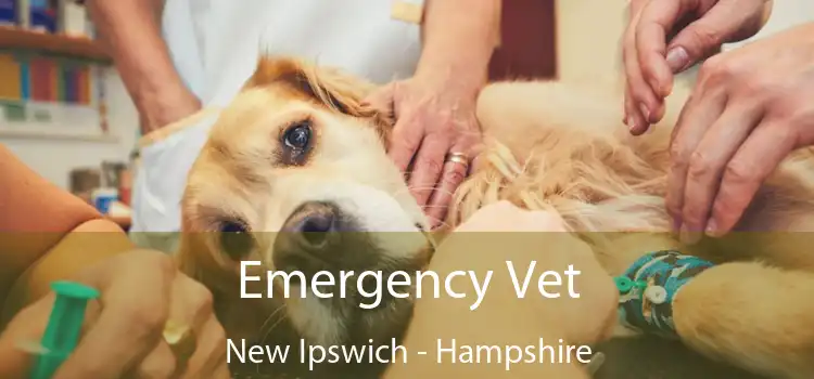 Emergency Vet New Ipswich - Hampshire