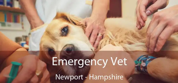 Emergency Vet Newport - Hampshire